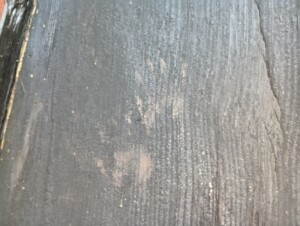 アライグマ駆除の施工写真
