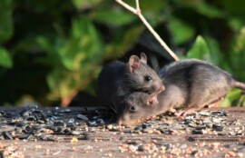 加古郡のネズミ駆除施工実績｜駆除・封鎖・除菌消臭に関連するネズミの写真