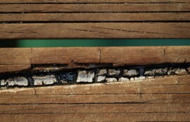 シロアリ被害の確認に関連する木材の写真
