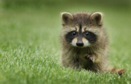 野生動物のアライグマを写した写真