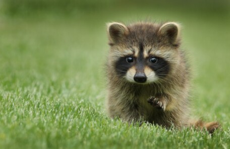 野生動物のアライグマを写した写真