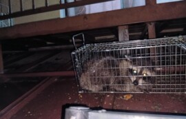 アライグマ駆除の施工事例。捕獲用の箱わなに入ったアライグマ