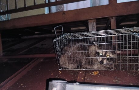 アライグマ駆除の施工事例。捕獲用の箱わなに入ったアライグマ