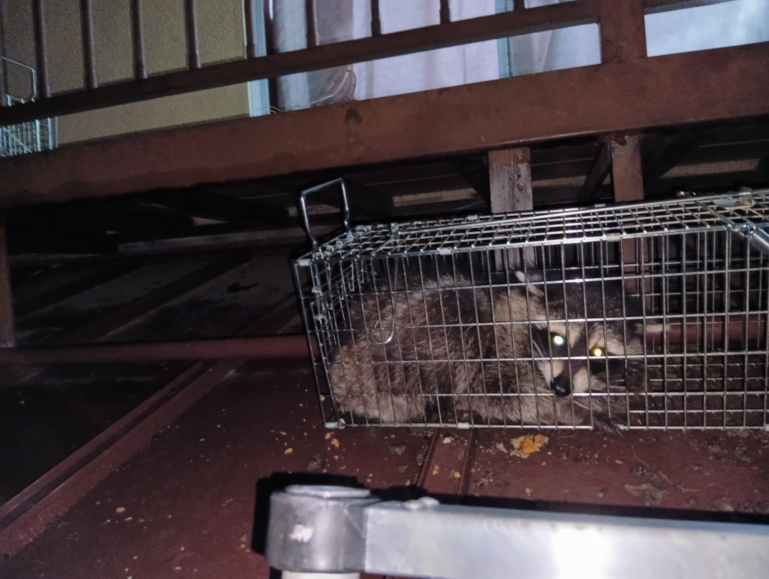 京都府宇治市のアライグマ駆除施工事例 箱わなでの捕獲状況