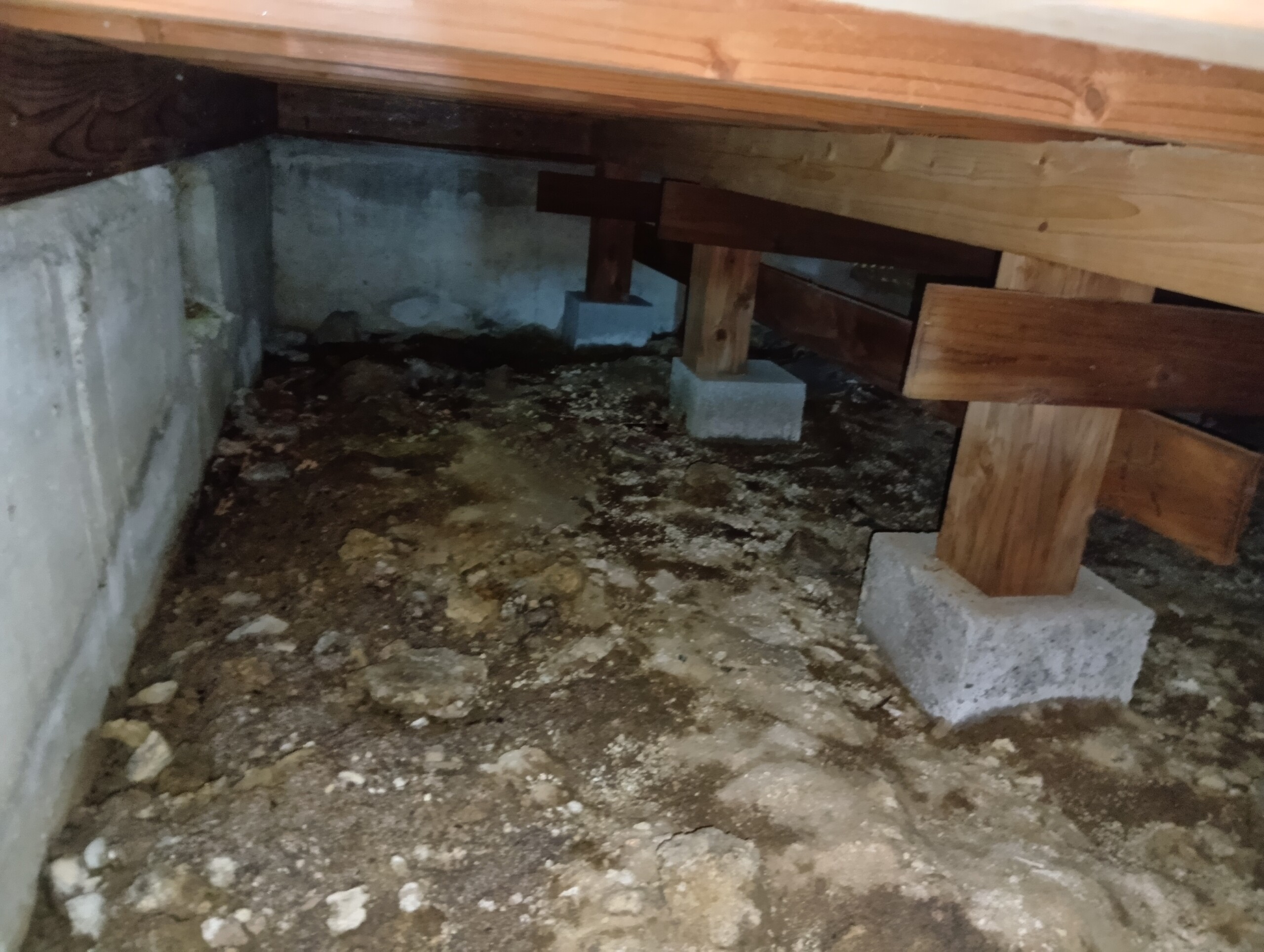 宇治市のアライグマ駆除に関する現場確認写真