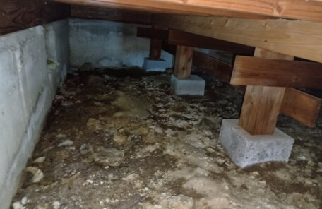 アライグマ駆除現場の確認写真