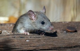 住宅周辺で確認されたネズミ。ネズミ駆除と侵入防止対策のイメージ