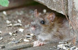 三木市のネズミ駆除施工実績を紹介するイメージ画像