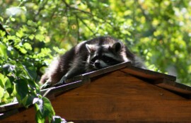 南丹市のネズミ駆除・アライグマ駆除施工実績を紹介するイメージ画像