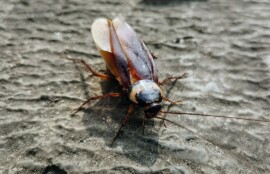 大阪市住之江区のゴキブリ駆除を紹介するイメージ画像