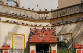 ハトが集まる建物のイメージ写真