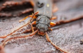 大阪市平野区のムカデなどの害虫駆除を紹介するイメージ画像