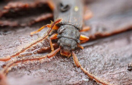 大阪市平野区のムカデなどの害虫駆除を紹介するイメージ画像