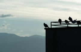鳥の飛来対策のイメージ写真