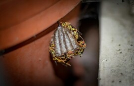 ハチの発生に注意したい住宅周辺の害虫対策イメージ写真