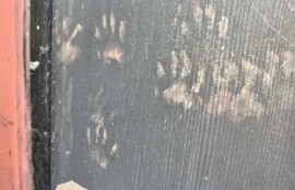 アライグマ駆除の施工写真