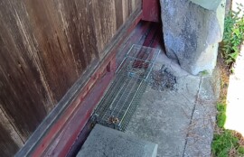 アライグマ駆除の施工写真