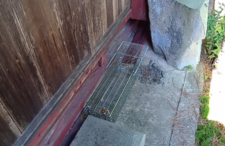 アライグマ駆除の施工写真